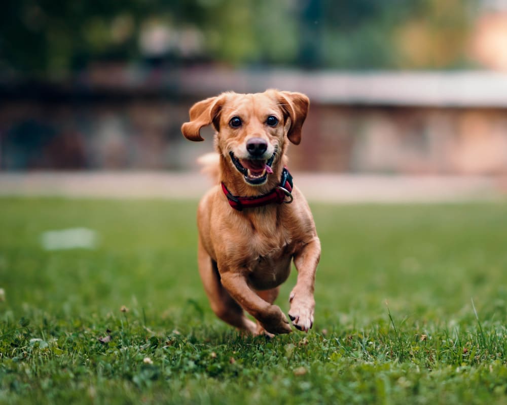 Happy dog running at one of the beautifully maintained green spaces at Olympus on Broadway in Carrollton, Texas