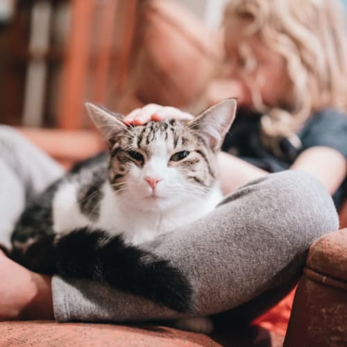 A cat in a resident's lap at Shelton Circle in Virginia Beach, Virginia