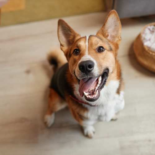 Happy dog at Edgewood Group Apartments in Merrillville, Indiana