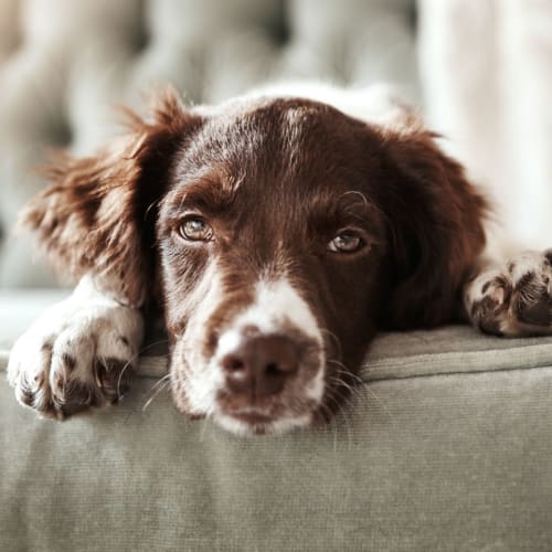 Dog resting its head on a sofa Stuart Mesa in Oceanside, California