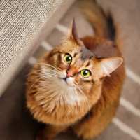 Cat looking at the camera at Hidden Creek in Crown Point, Indiana
