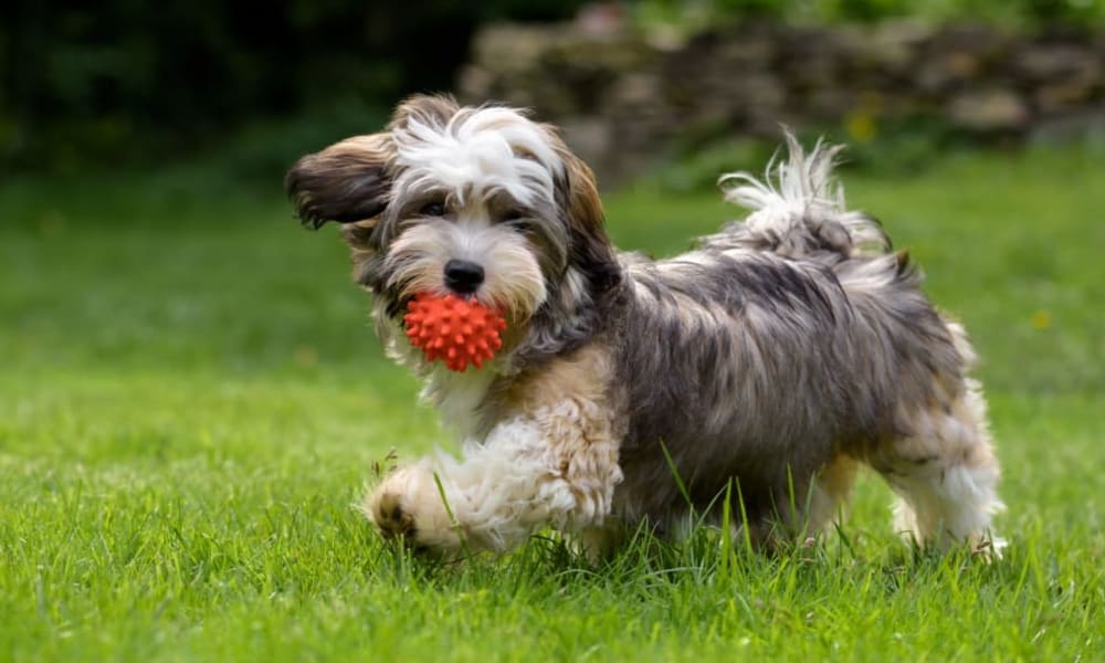 Dog playing in neighborhood near The Pointe at 731 in Jackson, Tennessee.