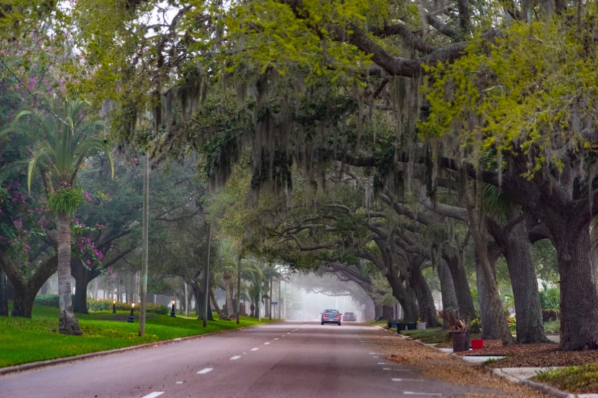 driving under large willow trees near Sunset Lake Village Senior Living in Venice, Florida