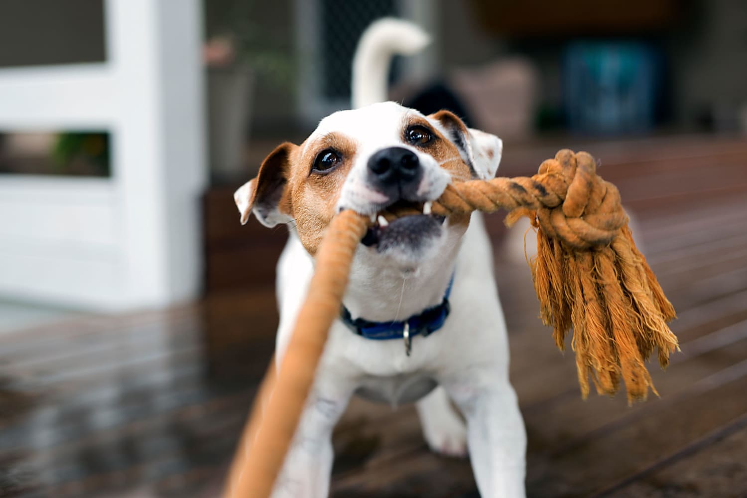 Happy pup playing with his rope in a home at Pinewood Station in Hillsborough, North Carolina