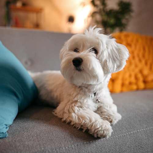 Happy dog sitting on couch at The Courtney at Lake Shadow in Orlando, Florida