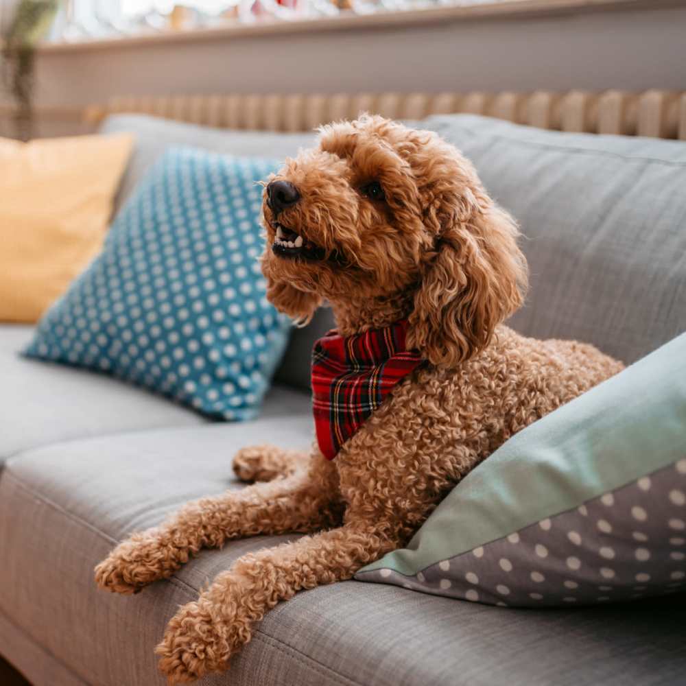 Dog in a pet-friendly apartment at Steeple Chase Apartments in Peoria, Arizona