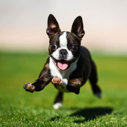 Happy dog running on the green grass outside at Olympus Town Center in Keller, Texas