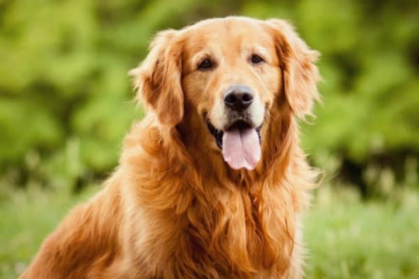 Pet friendly apartments at Woodland Ridge Apartments