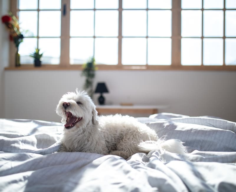Dog relaxing on the bed in her new home at Broadstone Towne Center in Albuquerque, New Mexico