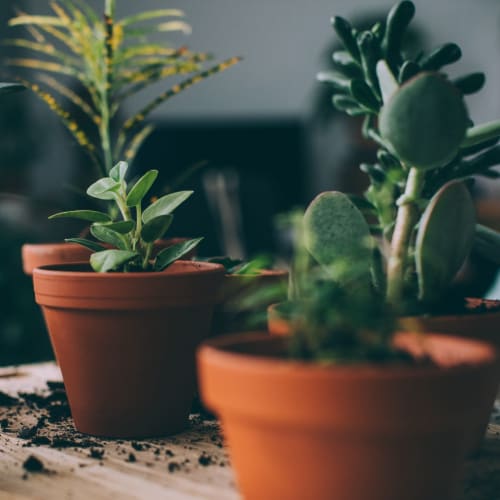 Potted plants at The Village at Stetson Square in Cincinnati, Ohio