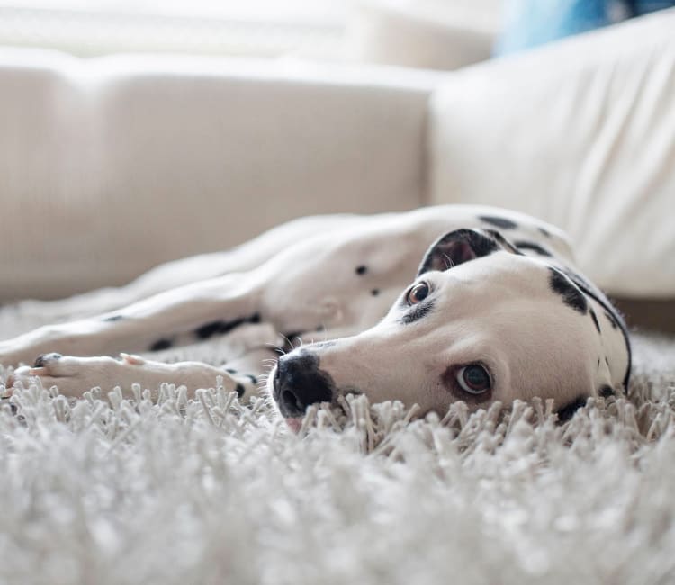 Dog relaxing on a shag rug in his new home at Mezza in Jacksonville, Florida