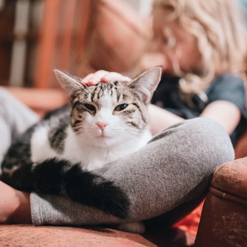 A cat sitting in a child's lap at Columbia Colony in Patuxent River, Maryland