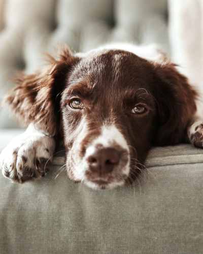 Puppy lounging on sofa at the pet friendly Burnett Place Apartments in Taylor, Texas