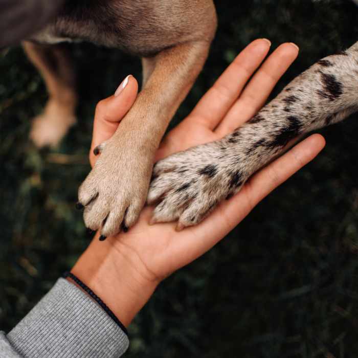 Resident dogs giving their owner a high-five at Stonebridge Crossing Apartment Homes in Cordova, Tennessee