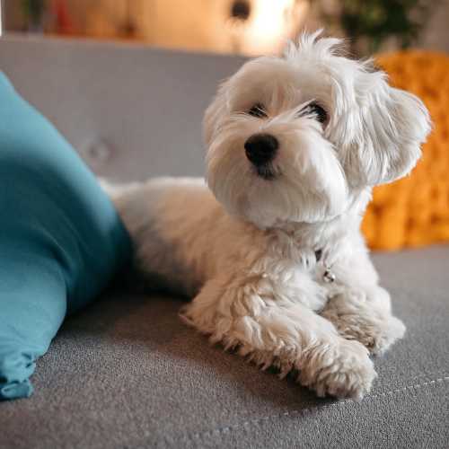 View out Pet Policies at Park Place Apartments in Sacramento, California