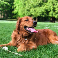 Dog in a nearby dog park at The Berkeley in Fort Worth, Texas