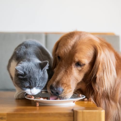 Dog and cat enjoying a snack together in their apartment at Olympus Encantada in Albuquerque, New Mexico
