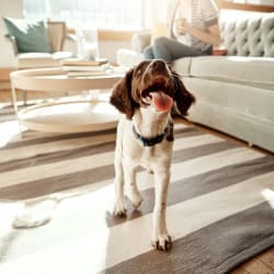 Happy dog at Avilla Gateway in Phoenix, Arizona