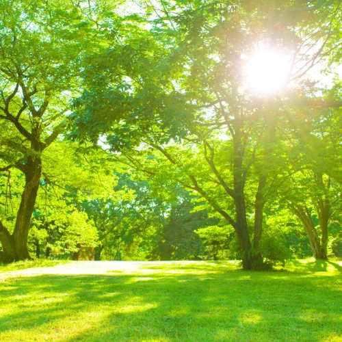 Green park near Pringle House Senior Living in Buckhannon, West Virginia