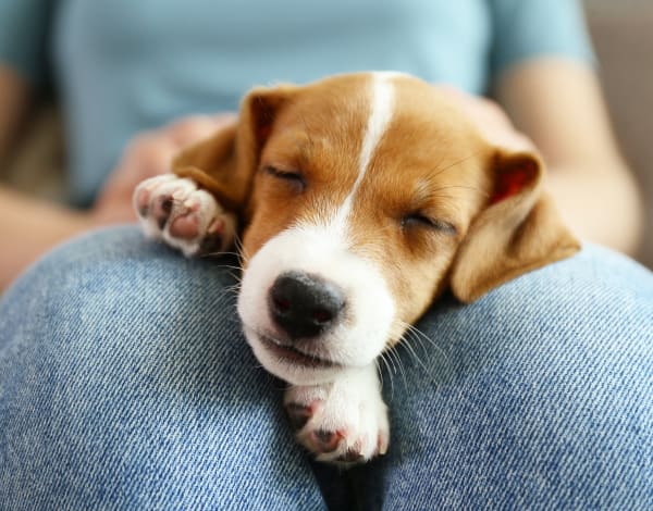 Puppy sleeping in his owner's lap at Heights West 11th in Houston, Texas