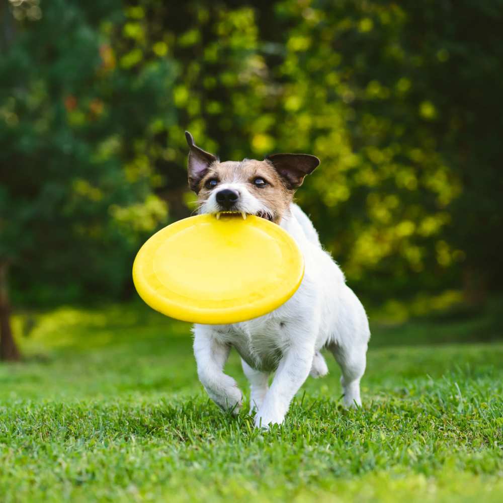 A dog running with a frisbee in its mouth at Comstock in Bozeman, Montana