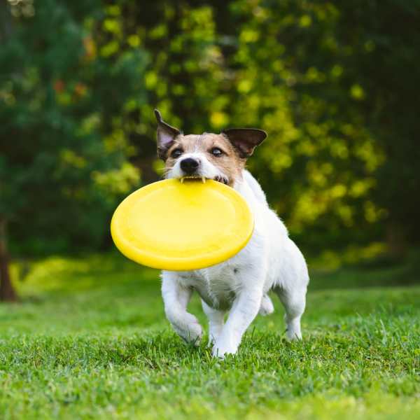 A dog playing with a frisbee on the ground at Park Manor in Lebanon, Oregon