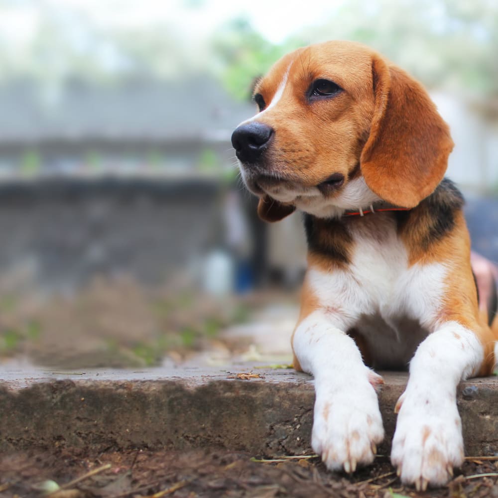 Pet services near Vargos on the Lake in Houston, Texas