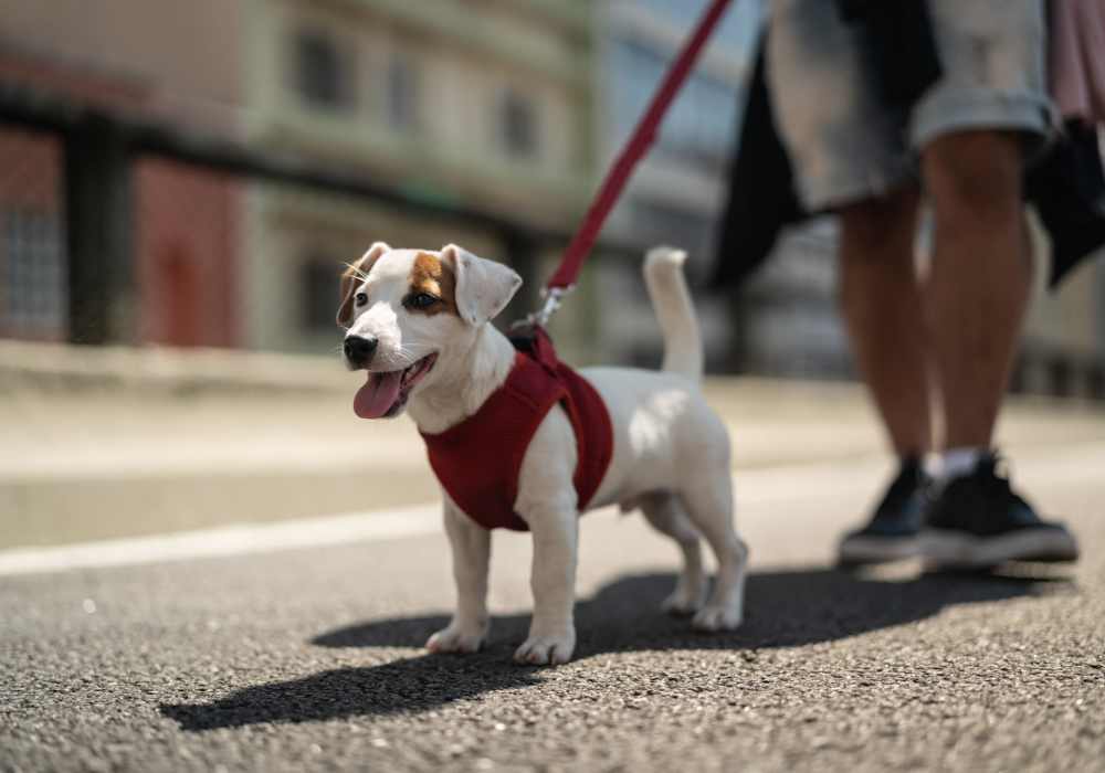 Resident walking with his dog at Calm at Northtowne in Reno, Nevada