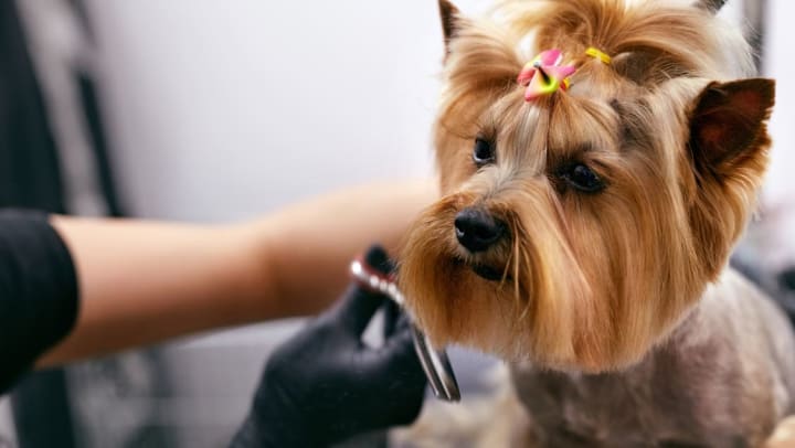 A pup getting its hair cut at a grooming salon | dog groomers in Katy