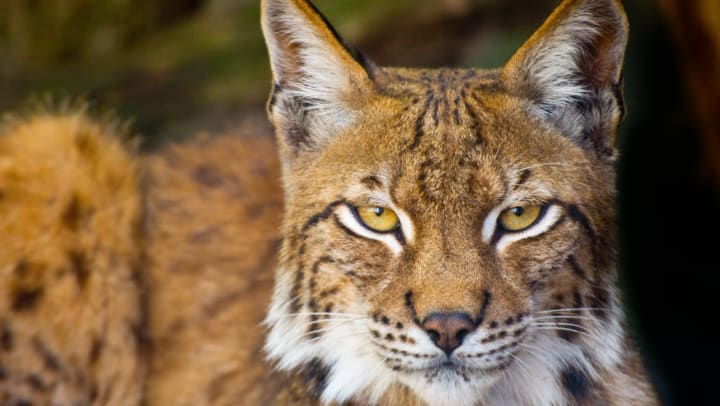 Close up of a Bobcat in the wild | Jacksonville