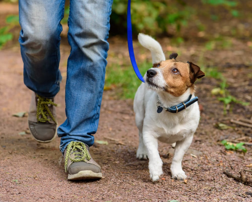 Resident dog taking her master for a walk through the neighborhood at Olympus Court Apartments in Bakersfield, California