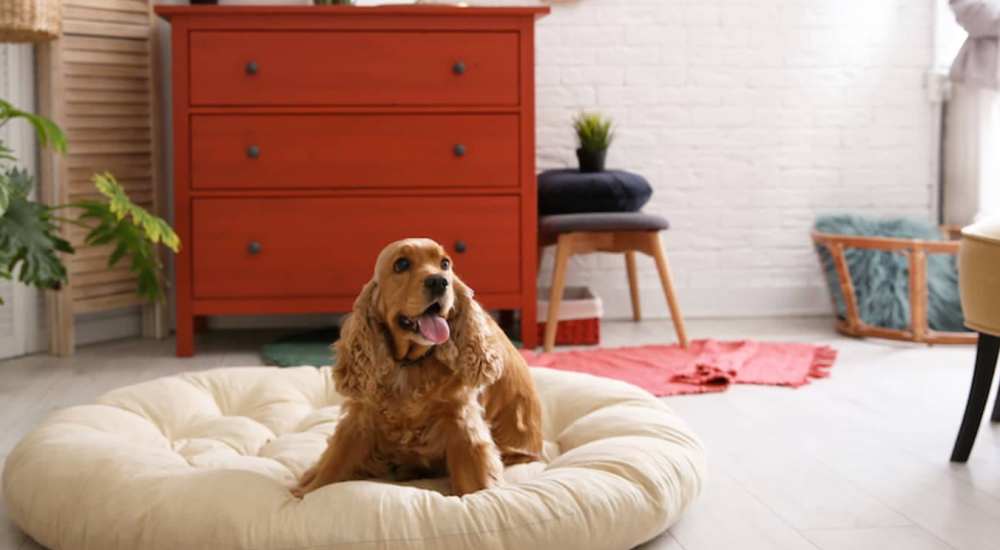 Pet Friendly