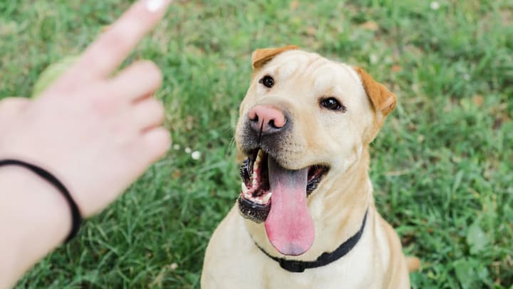 A hand making a command to a happy tan dog | Dog Trainers Near Pompano Beach