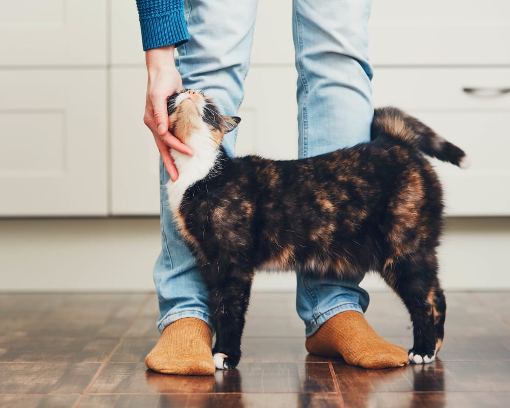 Happy cat in apartment at Rutgers Court Apartments in Belleville, New Jersey