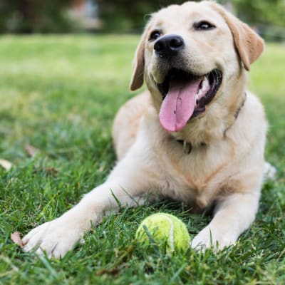 A dog sitting in the grass with a tennis ball at Chesterton in San Diego, California