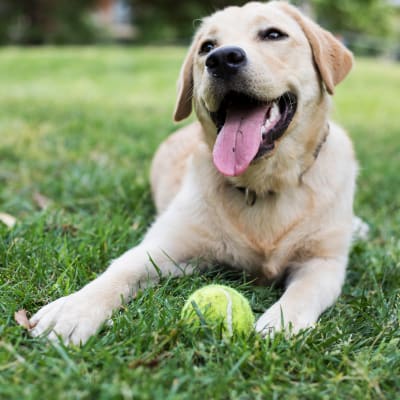 A dog sitting in the grass with a tennis ball at Adobe Flats V in Twentynine Palms, California