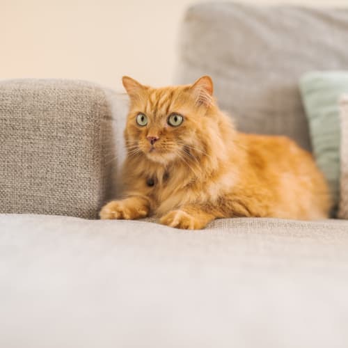 A house cat sitting on the couch at JFSC in Norfolk, Virginia