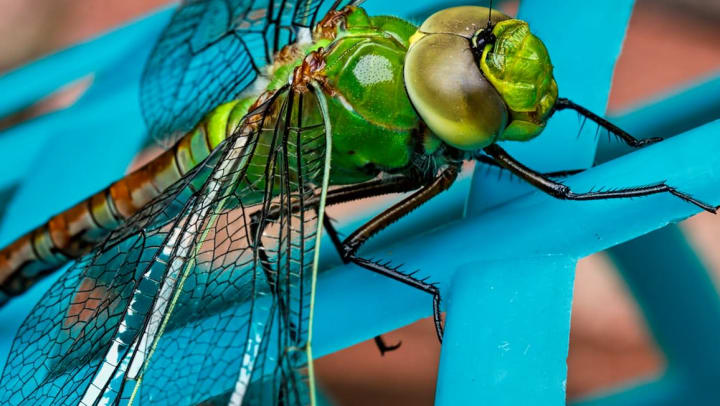 Green dragonfly at Sibley Nature Center near Anatole on Briarwood in Midland, Texas