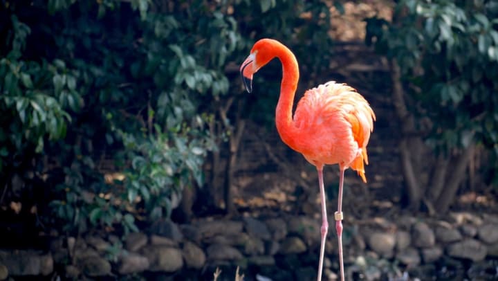 Flamingo at Houston Zoo near Olympus Grand Crossing in Katy, Texas