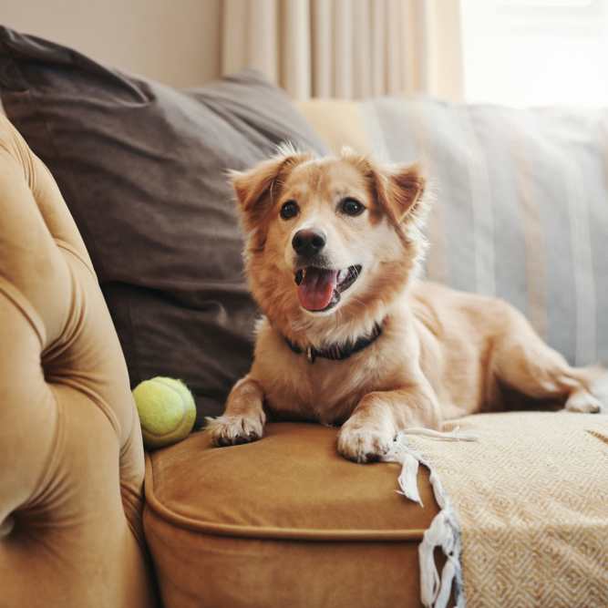 Dog Relaxing at The Baldwin in Orlando, Florida