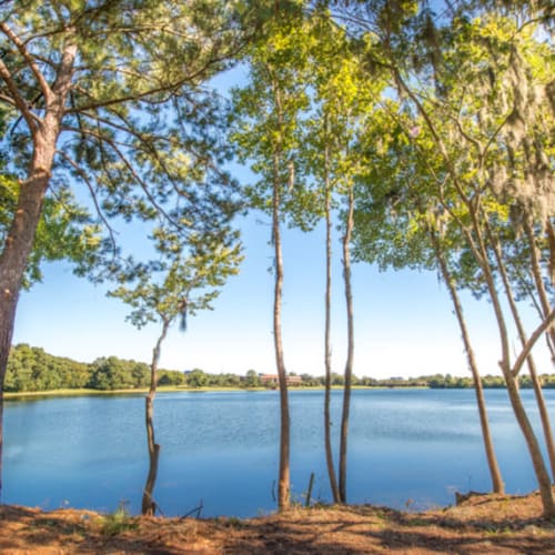 Mature trees around the lake at Walden at Chatham Center in Savannah, Georgia