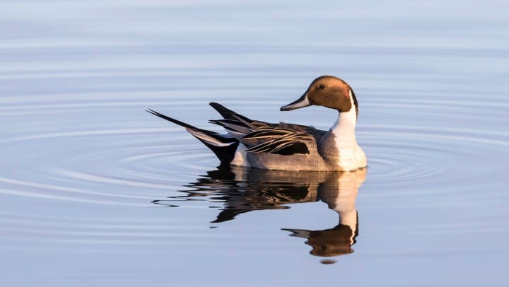 close up of the Northern Pintail bird swimming in a body of water