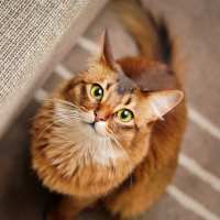 Cat looking up at Bridgecreek Apartments in Novato, California
