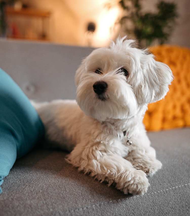 Dog sitting on a couch in a pet-friendly apartment at 101 Depot in Smyrna, Tennessee