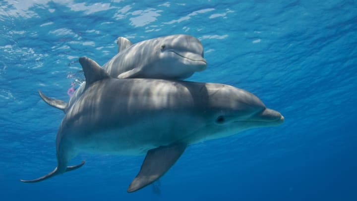 A mother Bottlenose Dolphin swims with her calf | Activities in Destin