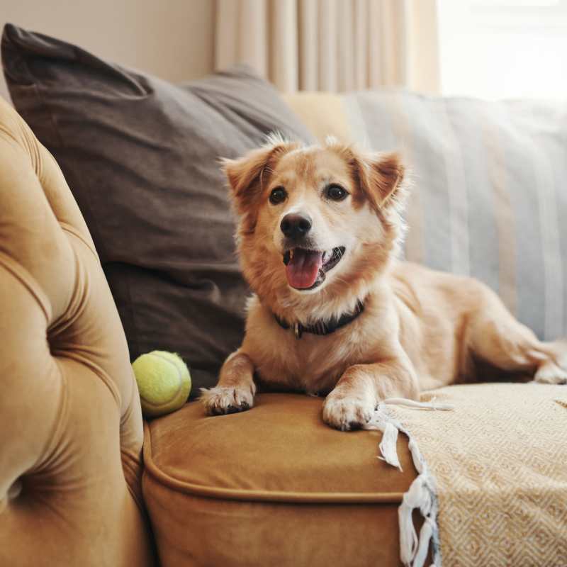 A happy dog with his ball at Magnolia Chase, Virginia Beach, Virginia