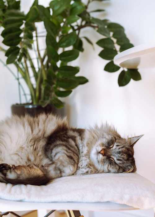 View photo gallery at Cypress Creek Montfort Drive in Dallas, Texas