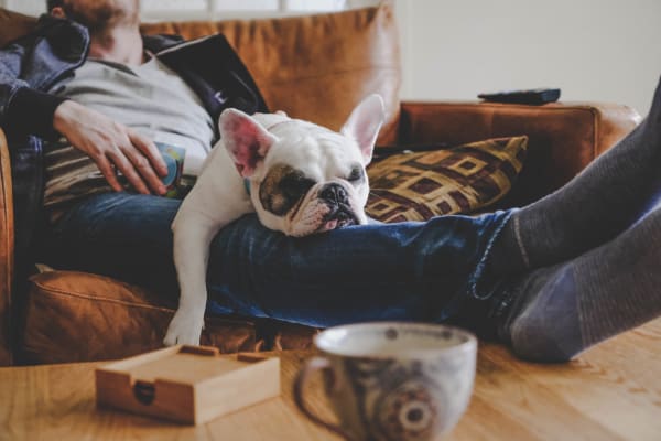Dog sleeping in apartment at Retro 511 in West Haven, Connecticut