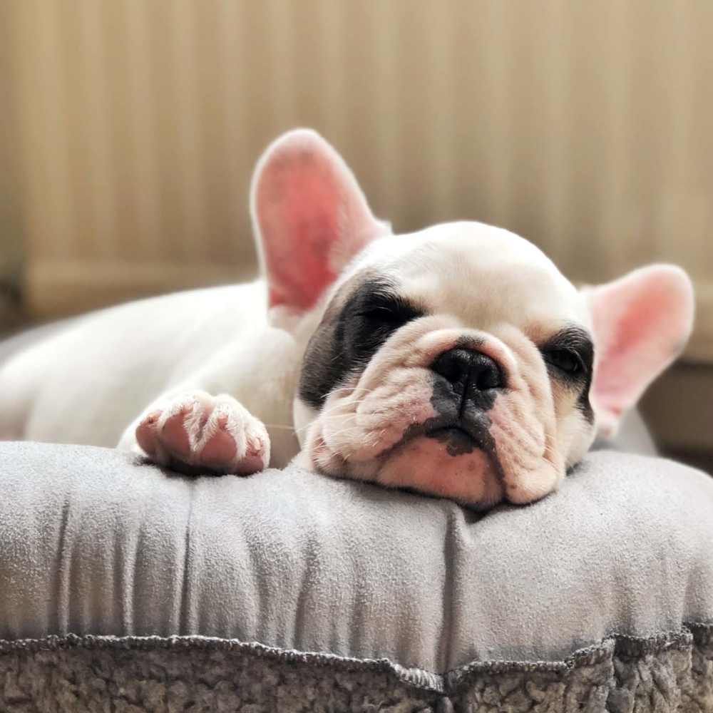 Dog taking a nap in a home at Diamond Place II in Grand Rapids, Michigan