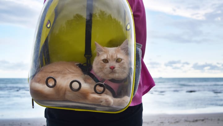 Person with a cat in a transparent backpack carrier on the beach.